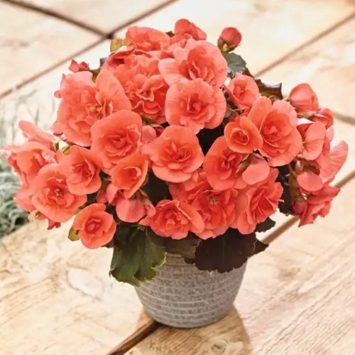 Begonia elatior 'Sunpleasure® Rose' - Roosbegoonia 'Sunpleasure® Rose' P9/0,55L
